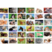 Beloningsstickers 435 honden, paarden en poezen, 36 mot, 720 st