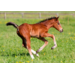 Beloningskaarten 4585 hond, paard en poes, 6 motieven, 96 stuks