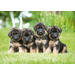 Miniposters 1096 Puppies 4 motieven, 20 kaarten