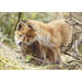 Miniposters Jongen bosdieren 1098 4 motieven, 20 stuks
