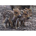 Miniposters Jongen bosdieren 1098 4 motieven, 20 stuks