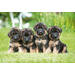 Beloningskaarten puppy's 4627 4 motieven, 96 kaarten