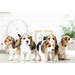 Beloningskaarten puppy's 4627 4 motieven, 96 kaarten