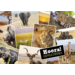 Ansichtkaarten 5753 Dieren in kaders, 4 motieven, 48 stuks