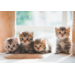 Beloningskaarten 4595 Puppy's en Kittens, 4 motieven, 96 stuks