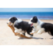 Miniposters 1067 Puppy's en Kittens, 4 motieven, 20 stuks