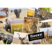 Miniposters 1071 Dieren in Kaders, 4 motieven, 20 stuks