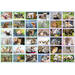 Beloningsstickers 152 Huisdieren 36 motieven, 720 stuks