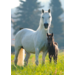 Miniposters Paarden 820 4 motieven, 20 stuks