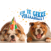 Miniposters Grappige Dieren 991 4 motieven, 20 stuks