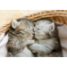 Ansichtkaarten Puppy's en Kittens 5751, 4 motieven, 48 stuks