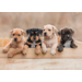 Ansichtkaarten Puppy's en Kittens 5751, 4 motieven, 48 stuks