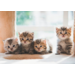 Ansichtkaarten Puppy's en Kittens 5751, 4 motieven, 48 stuks