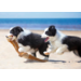 Ansichtkaarten Puppy's en Kittens 5751, 4 motieven, 48 stuks