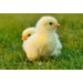Beloningskaarten Kinderboerderij 4607 6 motieven, 96 stuks