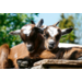 Beloningskaarten Kinderboerderij 4607 6 motieven, 96 stuks