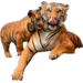 Beloningskaarten 4576 dieren met jong, 6 motieven, 96 stuks