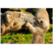 Beloningskaarten 4576 dieren met jong, 6 motieven, 96 stuks