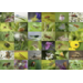 Beloningsstickers 496 Insecten en beestjes 40 motieven, 800 stickers