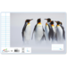 Schriften 6-4-6, pinguïns, 16,5 x 21 cm, 80 gr (25 stuks)