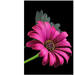Diamond painting natuur met standaard assorti