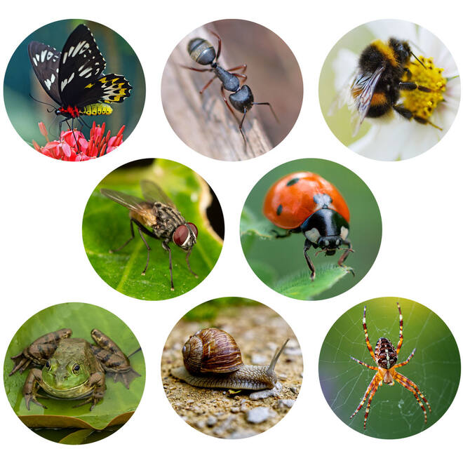 Dieren schatjager