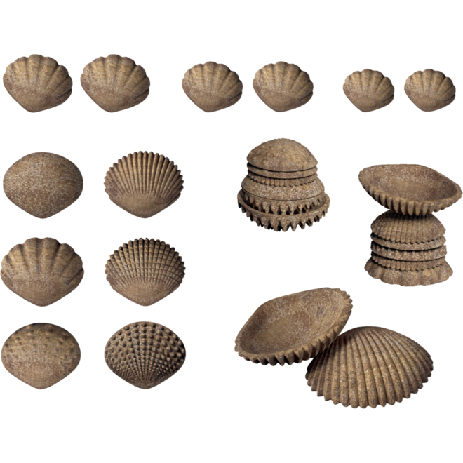 Tactiele Schelpen, 36 stuks