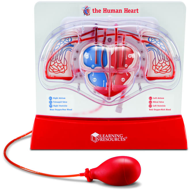 Pompend hart model