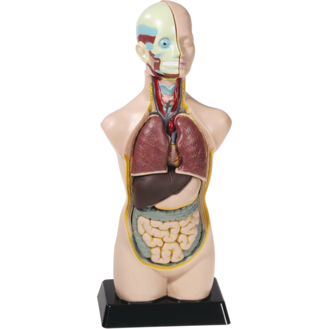 Torso menselijk lichaam 50 cm
