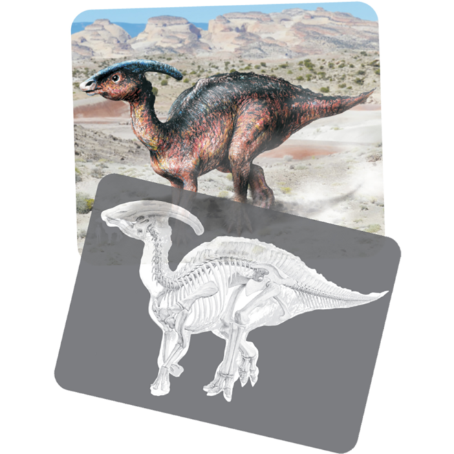Ontdekkingskaarten Dino afbeeldingen en x-ray, 24 stuks