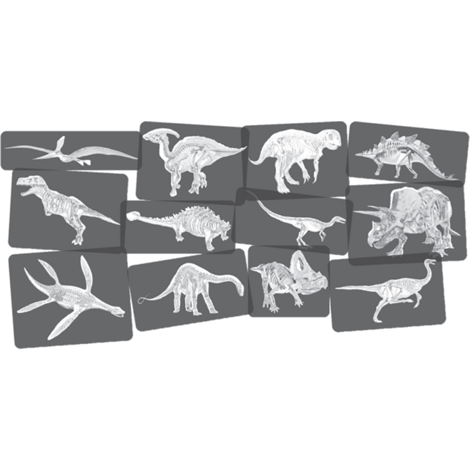 Ontdekkingskaarten Dino afbeeldingen en x-ray, 24 stuks