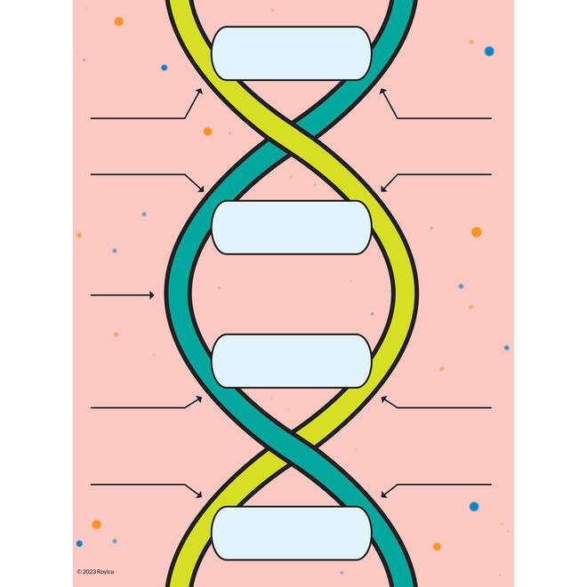 DNA bouwer, 9 delig