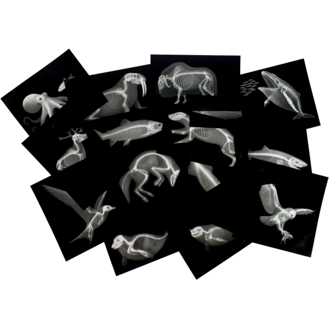 Ontdekkaarten röntgen arctische dieren 16,5 x 18 cm, 30 delig