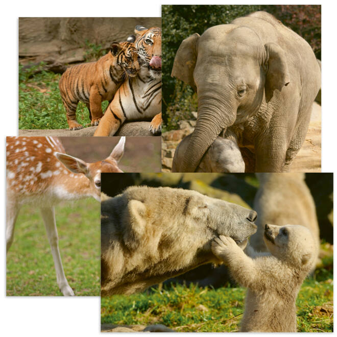 Miniposters 1047 knuffeldieren,  4 motieven, 20 stuks