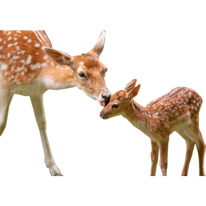 Miniposters 1047 knuffeldieren,  4 motieven, 20 stuks