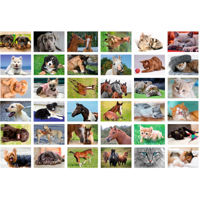 Beloningsstickers 435 honden, paarden en poezen, 36 mot, 720 st