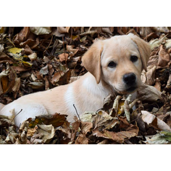 Beloningskaarten 4585 hond, paard en poes, 6 motieven, 96 stuks