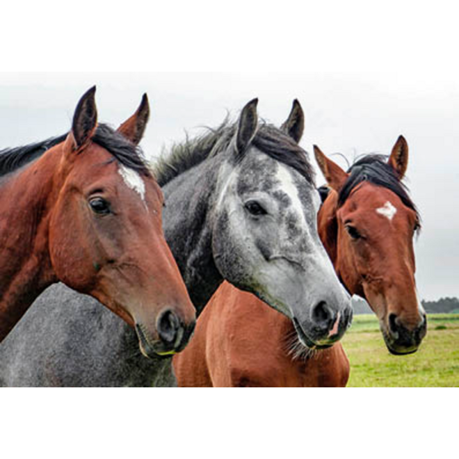 Beloningskaarten 4585 hond, paard en poes, 6 motieven, 96 stuks