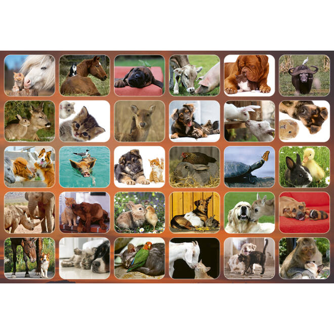 Beloningsstickers 126 Dierenduo's  Zuid Afrika 30 motieven, 600 stickers