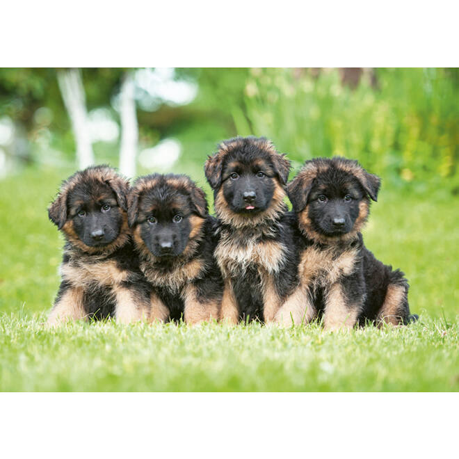 Miniposters 1096 Puppies 4 motieven, 20 kaarten