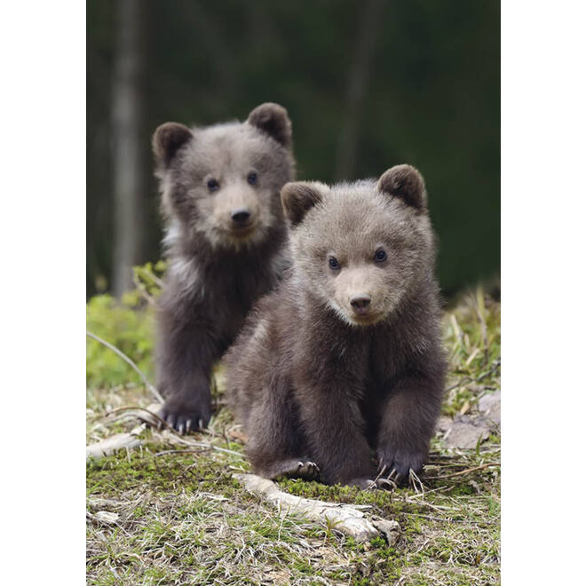 Miniposters Jongen bosdieren 1098 4 motieven, 20 stuks
