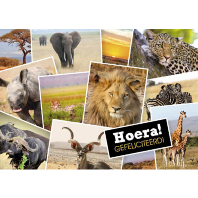 Ansichtkaarten 5753 Dieren in kaders, 4 motieven, 48 stuks
