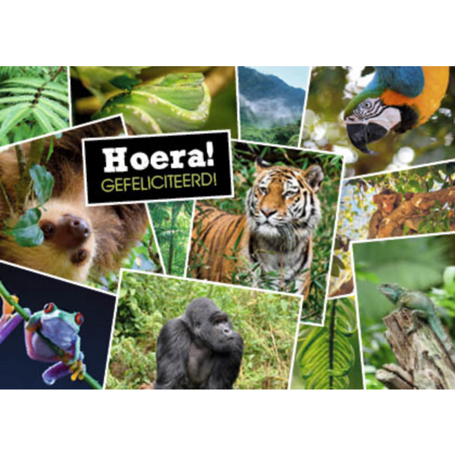 Ansichtkaarten 5753 Dieren in kaders, 4 motieven, 48 stuks