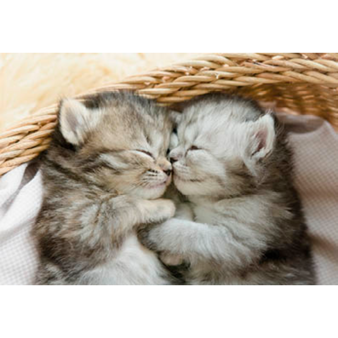 Beloningskaarten 4595 Puppy's en Kittens, 4 motieven, 96 stuks