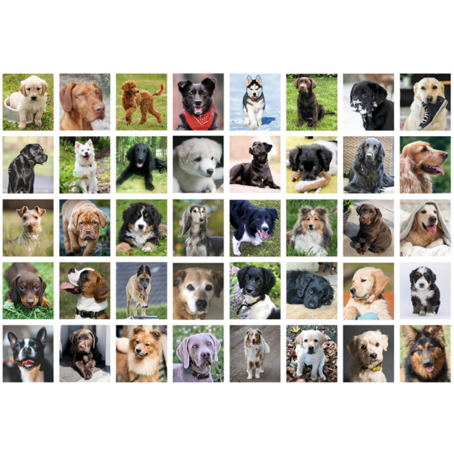 Beloningsstickers 468 Trouwe Viervoeters, 40 motieven, 800 stuks