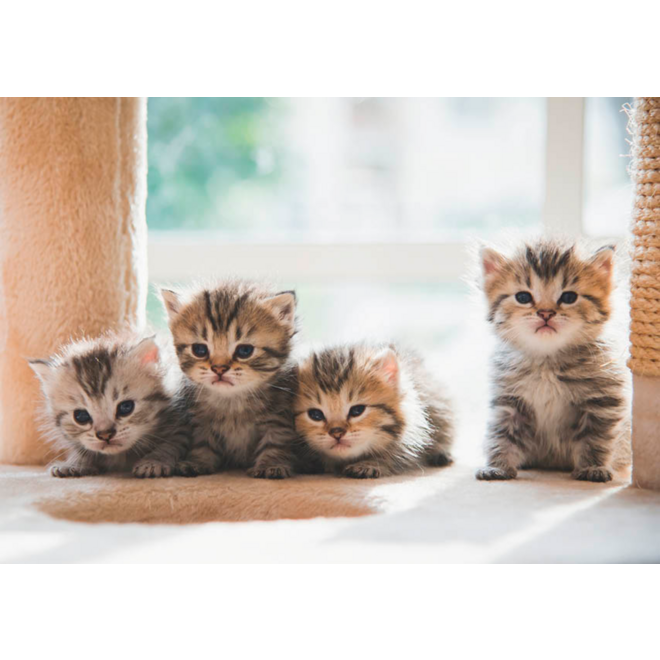 Miniposters 1067 Puppy's en Kittens, 4 motieven, 20 stuks
