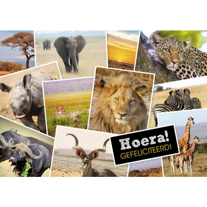 Miniposters 1071 Dieren in Kaders, 4 motieven, 20 stuks