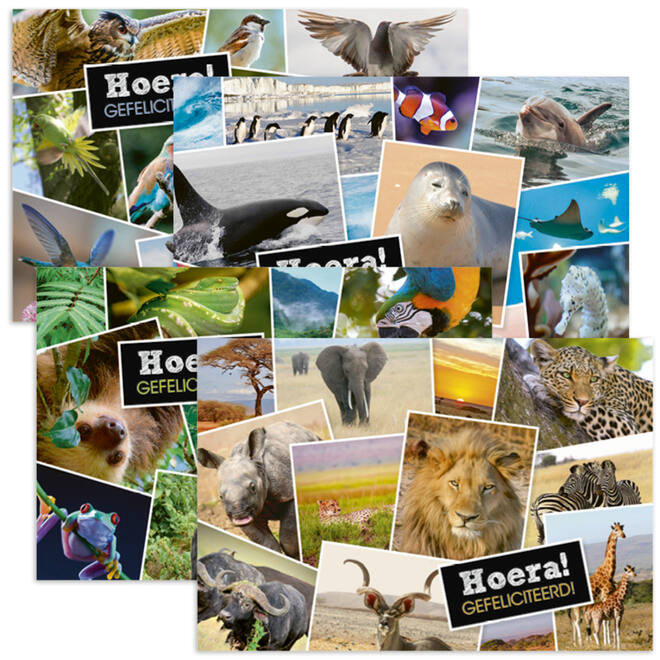 Miniposters 1071 Dieren in Kaders, 4 motieven, 20 stuks