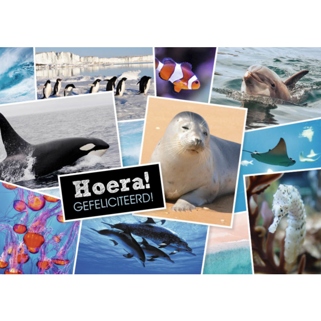 Miniposters 1071 Dieren in Kaders, 4 motieven, 20 stuks