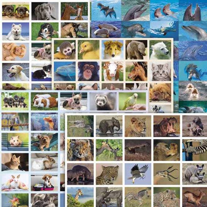 Beloningsstickers snelbestelpakket Dieren 8001, 180-200 mot. 4000 st.